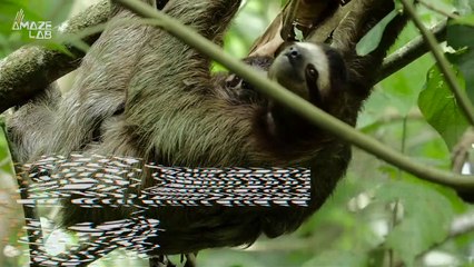 Prehistoric Giant Sloths Were 4,400 Pound Omnivores