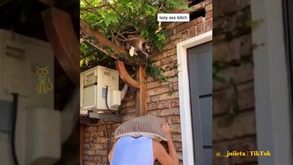 KUCING LUCU  Video kucing terlucu tahun 2021 bikin ketawa bengek Kucing paling lucu