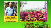 เกษตรเชิงท่องเที่ยว หนทางเพิ่มรายได้ในยุคโควิด : FM91 เกษตรทำเอง : 10 ตุลาคม 2564