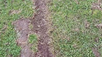 Junior football club left "disappointed" after motor-cross vandals rip up new pitches