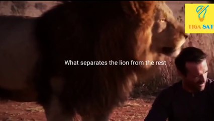LION MENTALITY - Powerful Motivational Speech