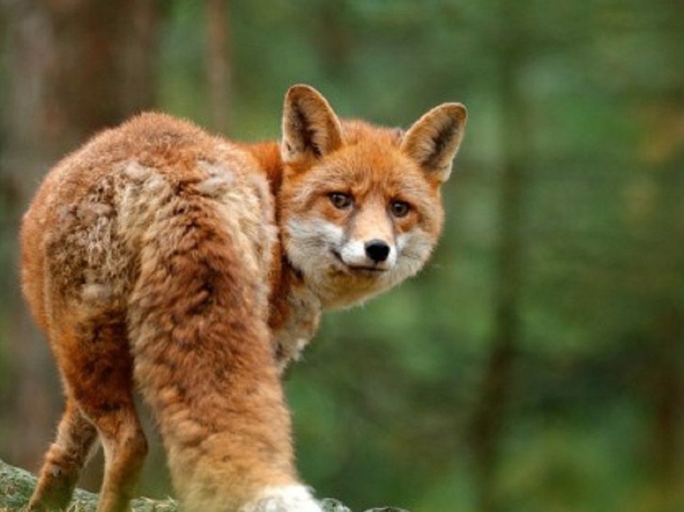 So schützt du dich vor fuchsbandwurm!