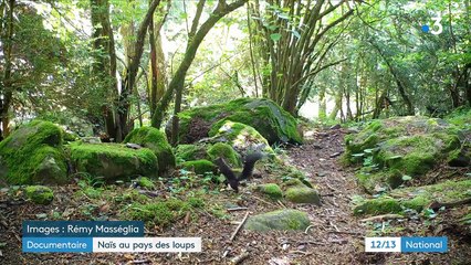 Documentaire : "Naïs au pays des loups", une folle aventure dans une nature préservée