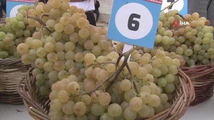 Elazığ'da 15. Bağ Bozumu ve Orcik Festivali başladı