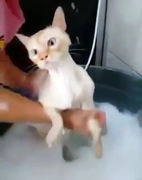 Gato tomando banho - Magoou Vanderlei KKKK vídeos engraçados