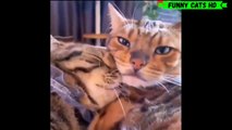 Funny Cat Videos l Cute Cat Videos l Animals l Cats l Dogs l Funny Cats