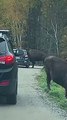 Un bison se coince la tête dans une voiture