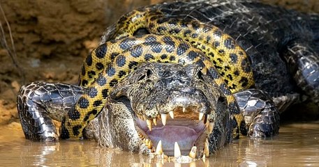 Brésil : une photographe immortalise un combat extrêmement rare entre un caïman et un anaconda