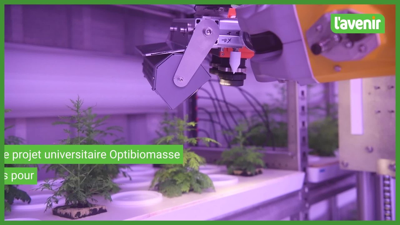 Gembloux: Optibiomasse, production de molécules de plantes exotiques