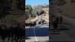 Couple Returning to Car Surprised by Bison Herd in Yellowstone