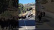 Couple Returning to Car Surprised by Bison Herd in Yellowstone