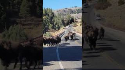 Couple Returning to Car Surprised by Bison Herd in Yellowstone