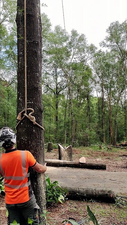 Falling Tree Slots Perfectly Into Stump