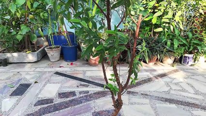 Dwarf Guava Bonsai - Wiring & Pruning | Bonsai Training