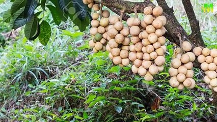 Lanzones l Langsat l Benefits of Lanzones l I Memory