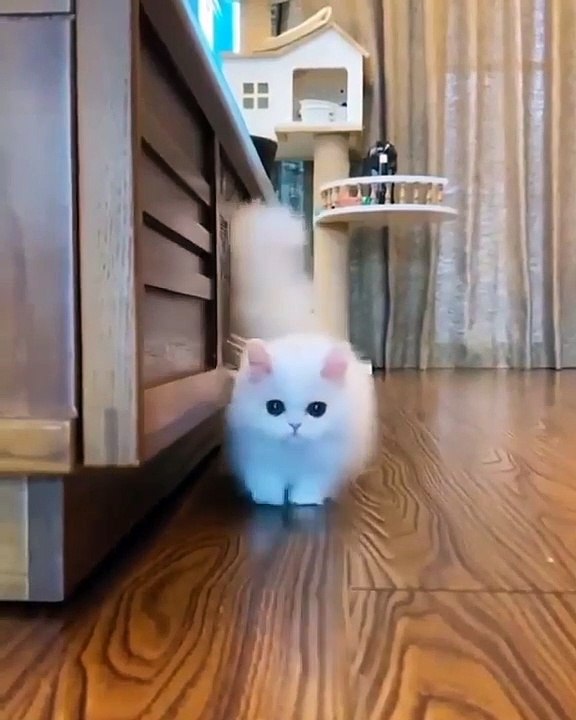 Cats and dogs - A white cat almost became like a shoe