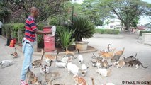 Volunteers in Zanzibar care for stray cats