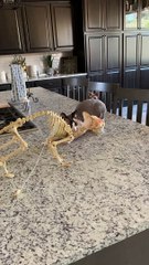 Hairless Cats Playing with a Skinless Cat Toy