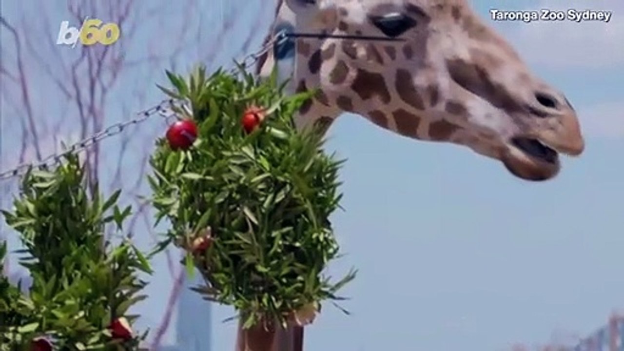 Early Christmas Presents for These Animals at Sydney’s Taronga Zoo