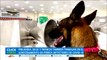 En Dubai adiestran a perros para detectar personas contagiadas con Covid-19