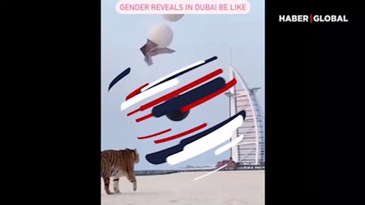 Cinsiyet belirleme partisine kaplan getirdiler