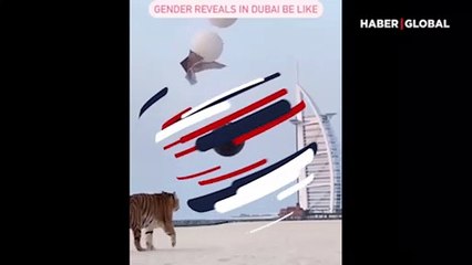 Cinsiyet belirleme partisine kaplan getirdiler