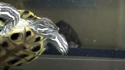 【Lamu chan】3571【ラムちゃん】