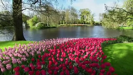 Relaxing music - Soothing piano music || Keukenhof Gardens
