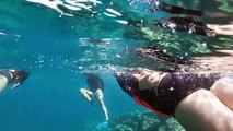 Colônia de leões-marinhos resiste à ameaça no México