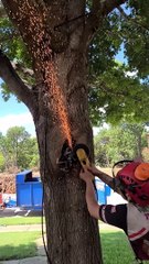Tree Swallows Junction Box