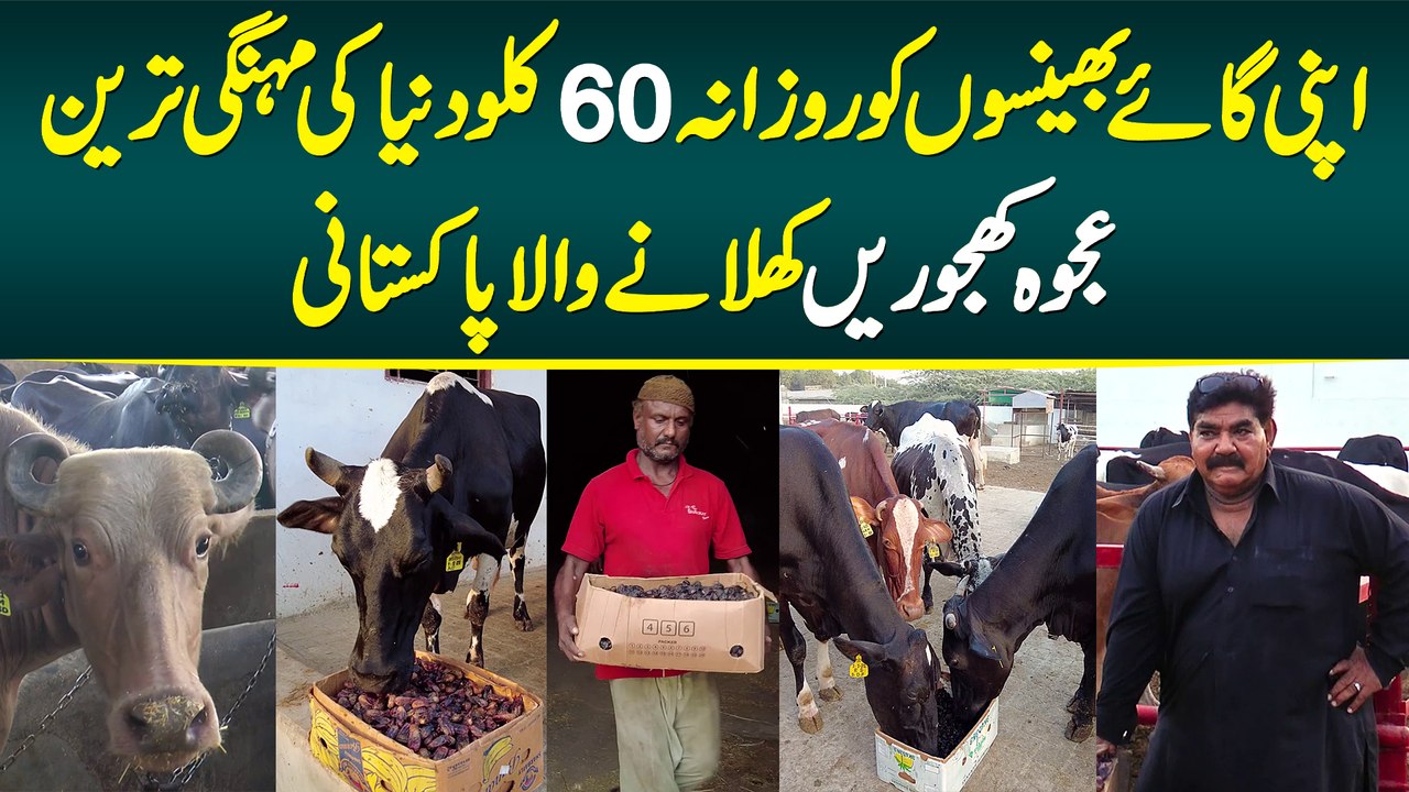 Apni Gaye Bhainson Ko Daily 60 KG Duniya Ki Mehngi Tareen Ajwa Khajoorain Khilane Wala Pakistani