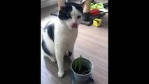 Catnip Causes Colossal Sneezes