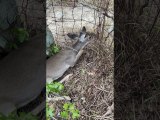 Rescuing a Fawn  Whitetail Deer Stuck in Fence