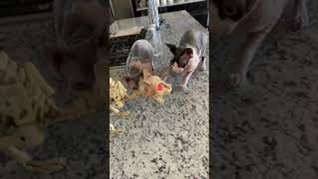 Hairless Cats Playing with a Skinless Cat Toy
