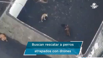 Perros quedan atrapados por lava de volcán en La Palma; los alimentan con drones