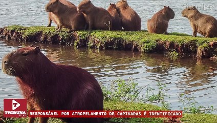 Responsável por atropelamento de capivaras está preso; vídeo