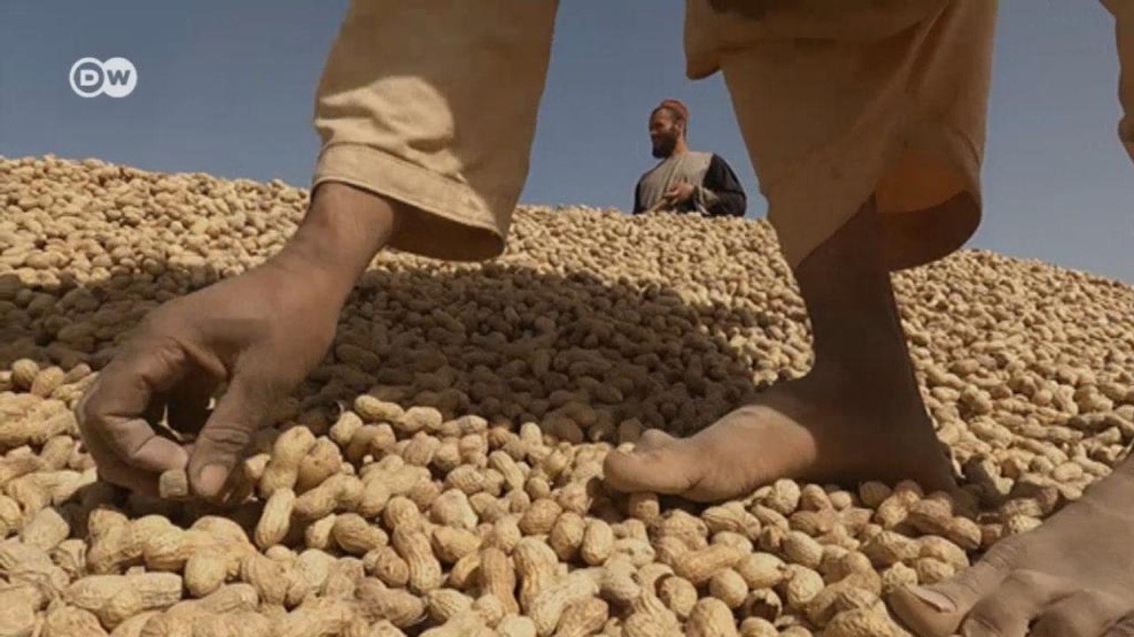 Dürftige Ernte in Afghanistan