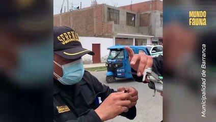Rescatan paloma con un dron tras quedar enredada en unos cables de alta tensión