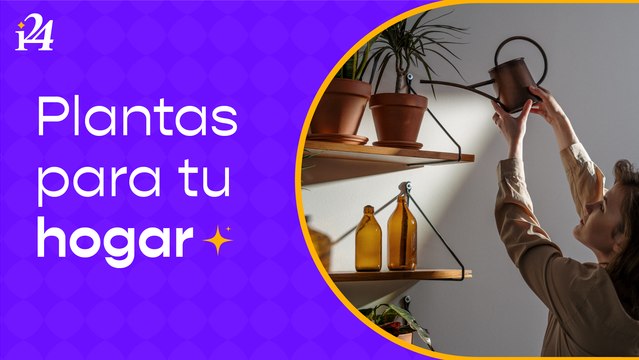 Cinco plantas que traen buenas energías para tu hogar