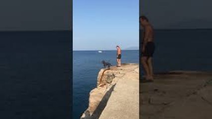 Dog Cliff Dives into Water