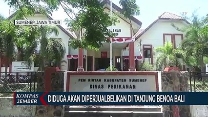 Penemuan Penyu Hijau di Penampungan Ilegal, Diduga Diperjualbelikan