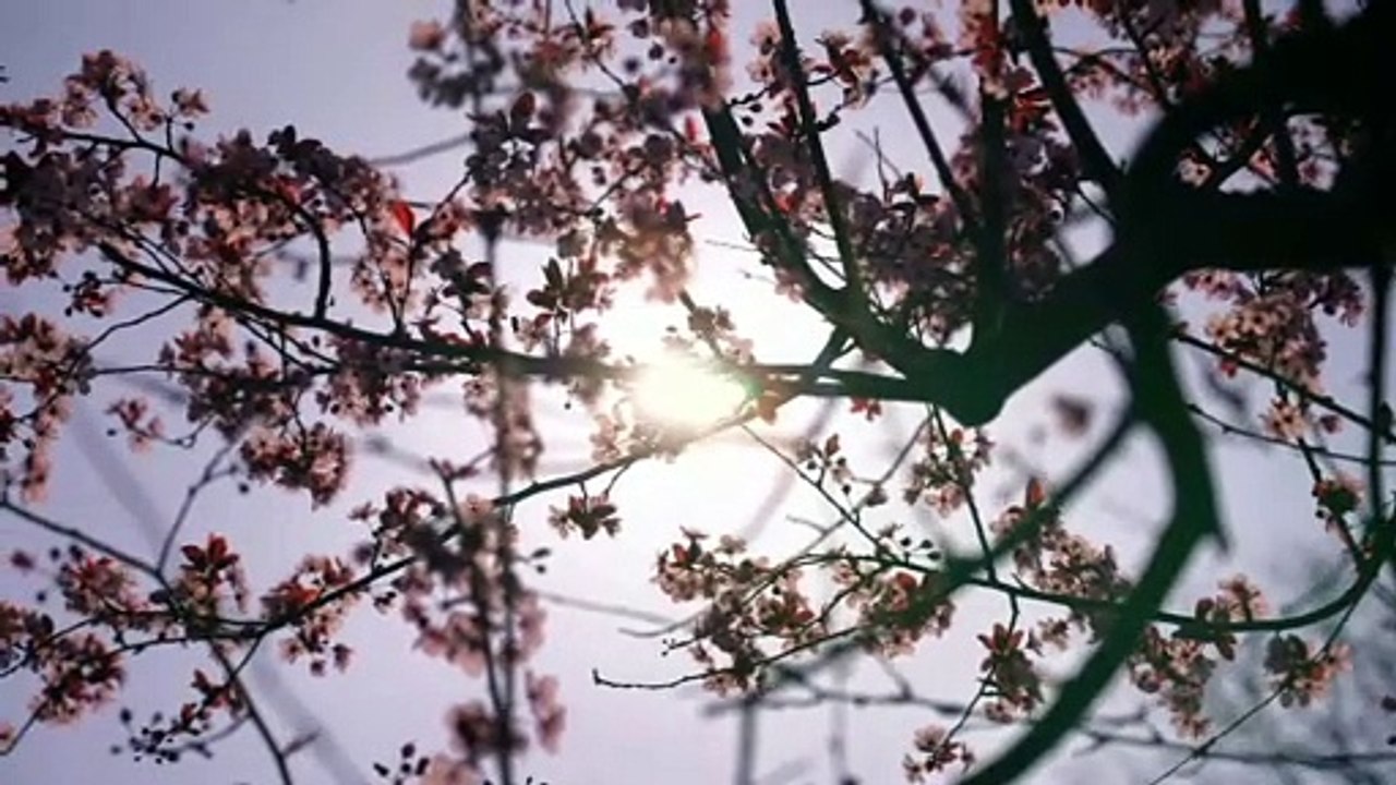 Relaxing Music
