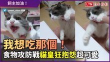 「我也想吃你正在吃的！」食物攻防戰　貓皇遭阻止狂抱怨超可愛