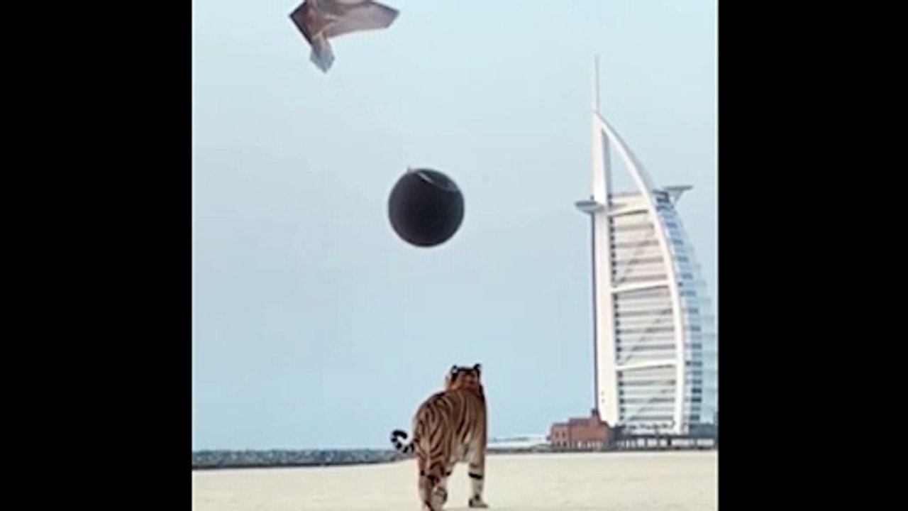 Cinsiyet belirleme partisine kaplan getirdiler