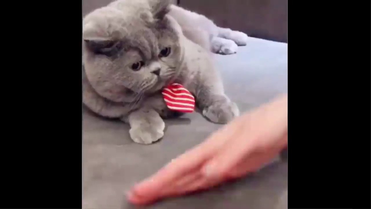 Funniest Animals - Best Of The 2021 Funny Animal Videos