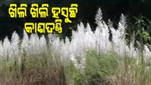 Odisha’s Grasslands Turns In White Sea With Kasatandi Flowers In Full Bloom