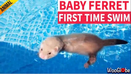'Energetic baby ferret experiences its first swim'