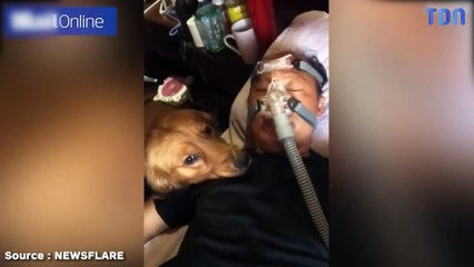 Un Golden Retriever inquiet refuse de quitter le chevet de son propriétaire malade contraint de dormir avec un masque respiratoire (vidéo)