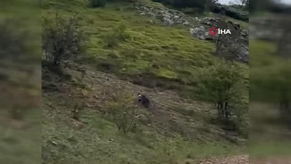 Yolda karşılaştığı ayıya: "Gel oğlum seveyim seni gel"