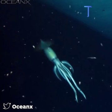 VIDÉO - Mer Rouge : une créature géante identifiée dans les profondeurs